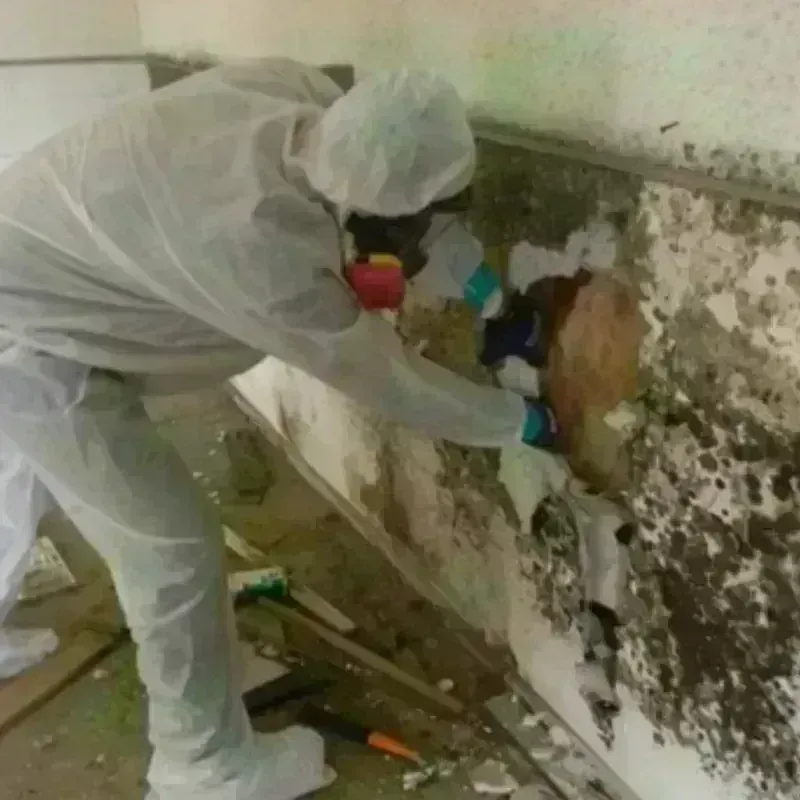 Mold Remediation and Removal in Mammoth, AZ